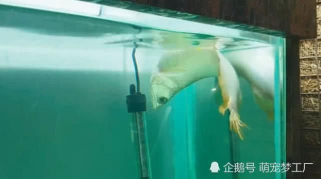 龍魚不太肯游泳怎么辦 龍魚百科