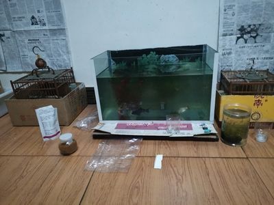 龍魚的過濾材料怎么用的 龍魚百科