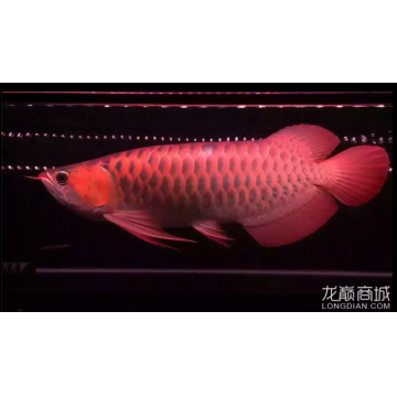 50公分的紅龍魚(yú)