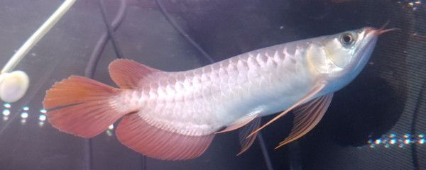 龍魚(yú)吃蔬菜嗎 龍魚(yú)百科