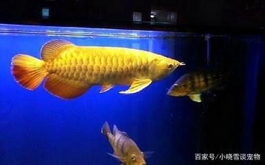 黃色金龍魚 龍魚百科