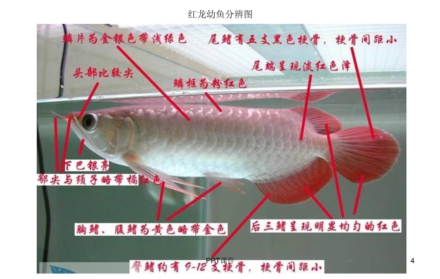 龍魚分類檔次