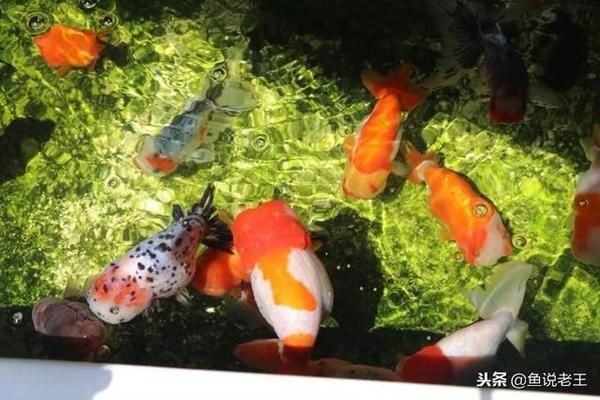 老水養(yǎng)龍魚的好處和壞處 龍魚百科