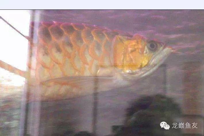 龍魚膽小怎么辦 龍魚百科