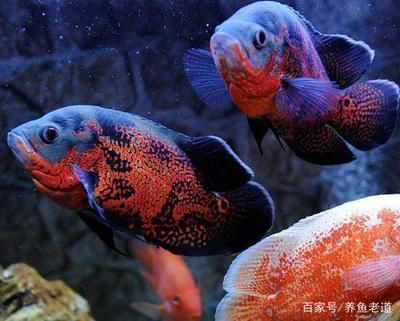 觀賞魚金龍魚可以和什么魚混養(yǎng)在一起 龍魚百科