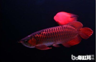 紅龍和金龍魚的區(qū)別 龍魚百科