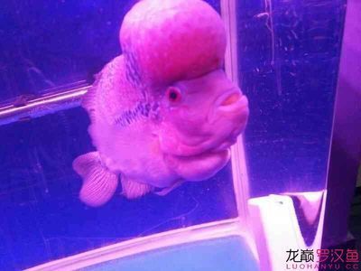 龍魚不愛動是怎么了