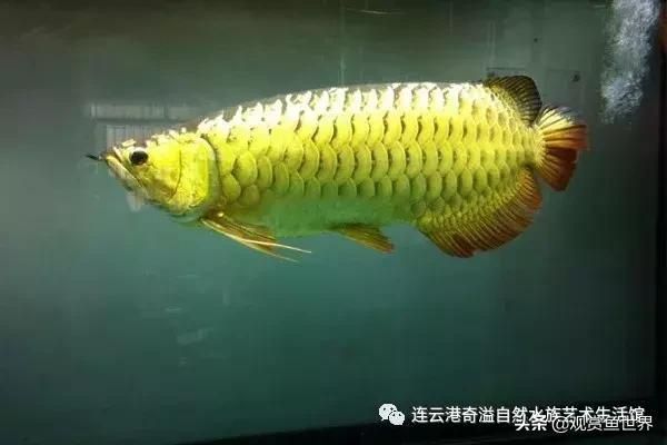 老孫講龍魚發(fā)色的故事是什么電影 龍魚百科