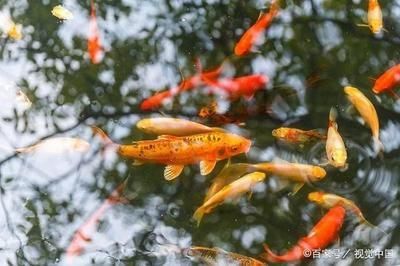 龍魚吃草金魚好不好吃 龍魚百科