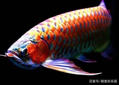 龍魚的性別 龍魚百科