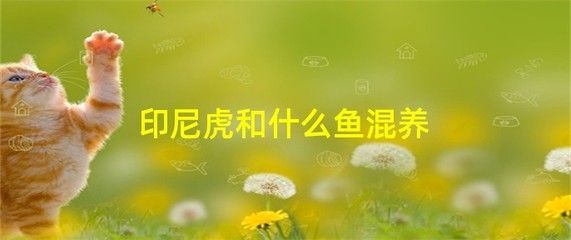 金龍魚和七星刀可以混養(yǎng)嗎 龍魚百科