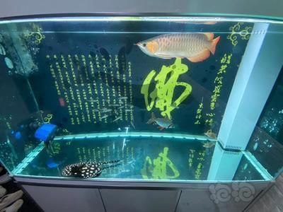 龍魚不愛(ài)游動(dòng)躲缸底下怎么辦 龍魚百科