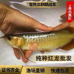 紅龍魚品質(zhì)好壞怎么看圖解