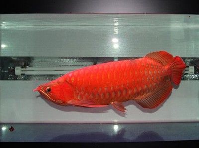 紅龍魚(yú)能賣(mài)多少錢(qián)一斤呢