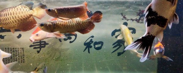 給龍魚起名字