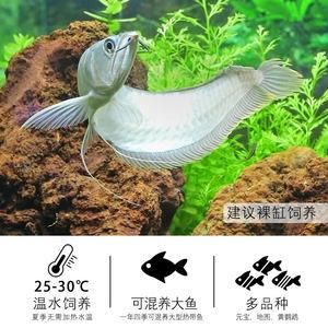 龍魚(yú)多少度要加溫水養(yǎng)