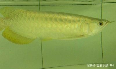 龍魚產(chǎn)品有幾種品種 龍魚百科