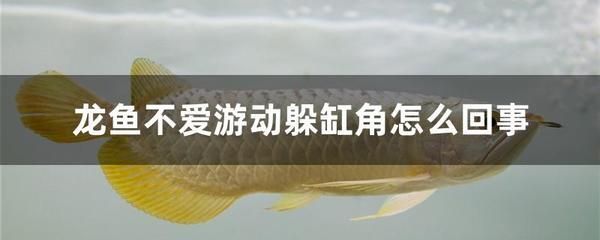 龍魚(yú)不愛(ài)游動(dòng)怎么回事兒呢