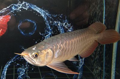 龍魚(yú)吃小魚(yú)不怕里面的魚(yú)刺嗎為什么