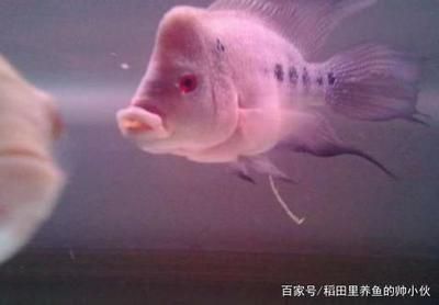 龍魚(yú)白色透明糞便是什么 龍魚(yú)百科