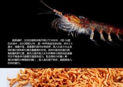 龍魚(yú)吃蝦干還是活食好 龍魚(yú)百科