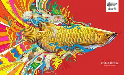 金龍魚圖畫大全大圖簡筆畫彩色 龍魚百科