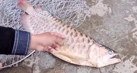 龍魚吃死魚嗎 龍魚百科