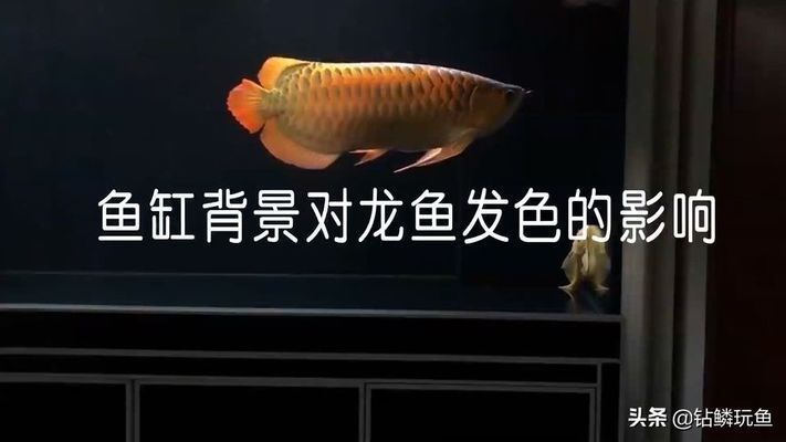 紅龍魚用什么背景好 龍魚百科