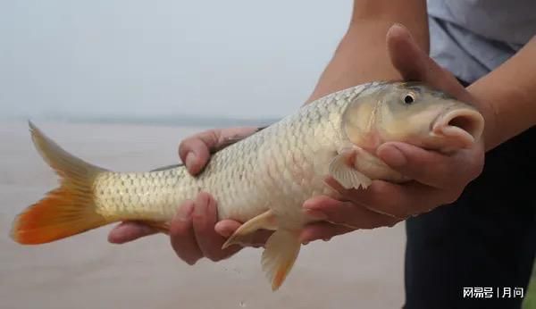 龍魚吃鯉魚嗎會死嗎