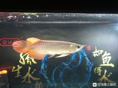 龍魚吧百度貼吧官網(wǎng) 龍魚百科