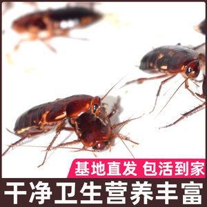 紅龍魚吃什么蟋蟀