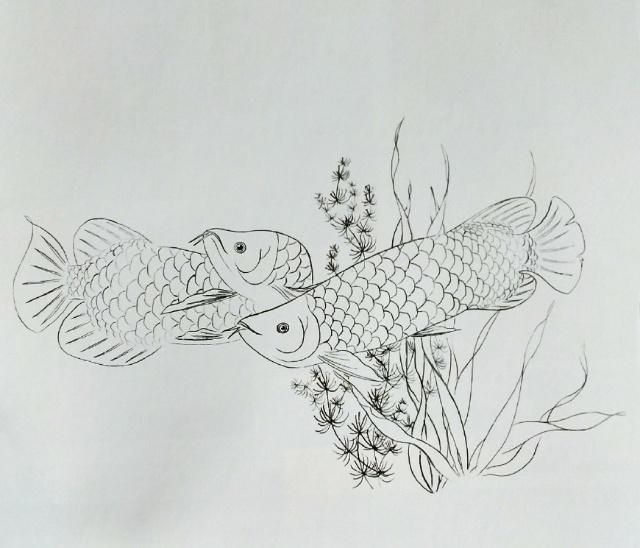 金龍魚畫稿 龍魚百科