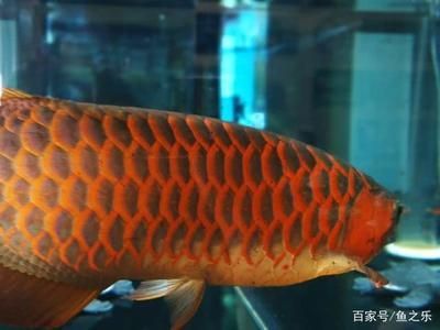 紅龍魚發(fā)色過程圖解說明