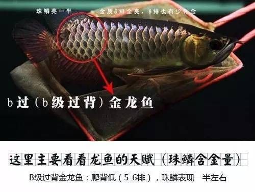 龍魚的狀態(tài)怎樣分別 龍魚百科