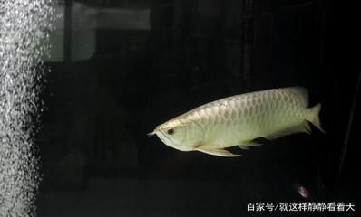 金龍魚銀龍魚好養(yǎng)嗎