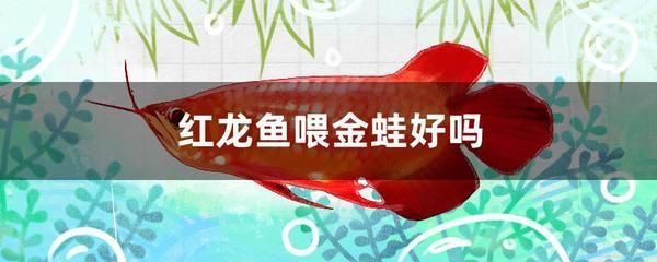 紅龍魚(yú)吃金蛙好嗎_ 龍魚(yú)百科