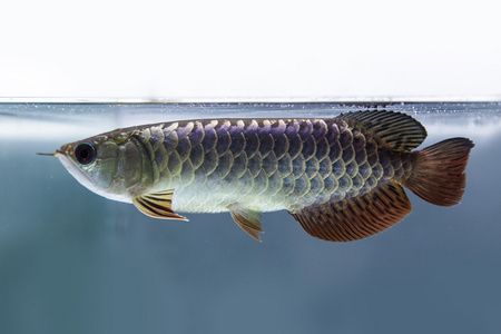 龍魚(yú)常見(jiàn)病毒和細(xì)菌的區(qū)別是什么意思 龍魚(yú)百科