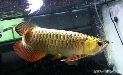 金龍魚會(huì)生病嗎 龍魚百科