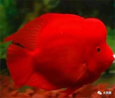 紅龍魚(yú)顏色淺了是什么原因造成的怎么辦 龍魚(yú)百科