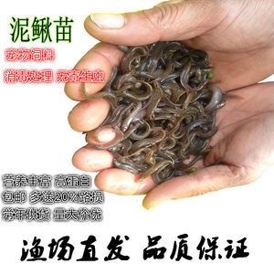 龍魚餌料排名前十名 龍魚百科