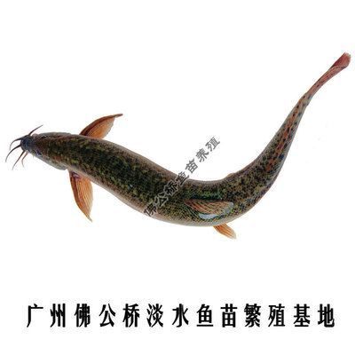 龍魚(yú)吃小金蛙好不好 龍魚(yú)百科