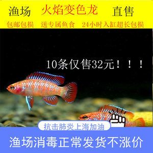 減脂期間能吃龍頭魚嗎 龍魚百科