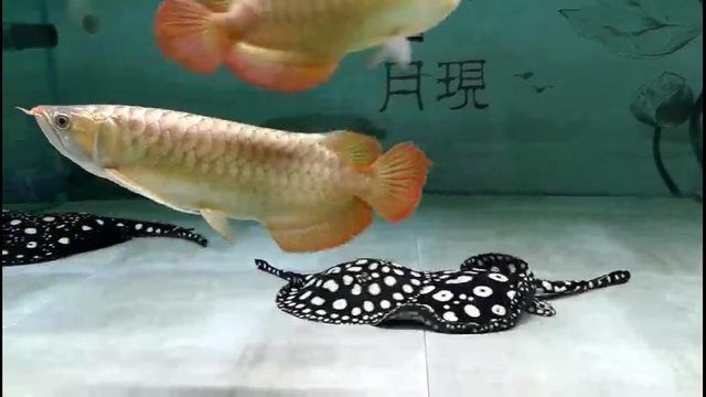 龍魚(yú)不開(kāi)燈自然養(yǎng)的好處有哪些呢