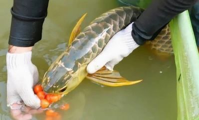 金龍魚喂什么蝦