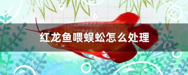 紅龍不吃小魚 龍魚百科