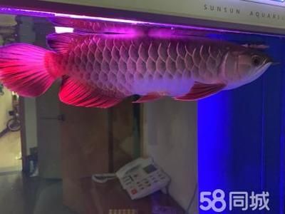 家養(yǎng)金龍魚有什么作用呢