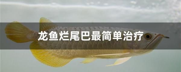 龍魚常備藥物有哪些藥材名稱 龍魚百科