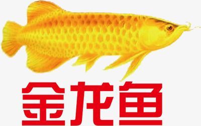 金龍魚(yú)圖標(biāo)