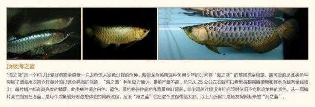 龍魚的鑒賞心得體會100字 龍魚百科