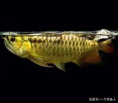 金龍魚(yú)60厘米